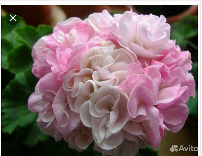 Пеларгонии