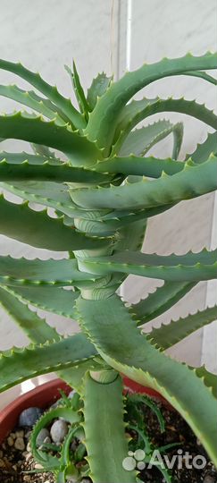 Алоэ гигант Древовидное и Вера