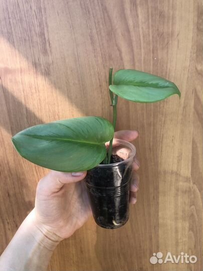 Сциндапсус мунлайт