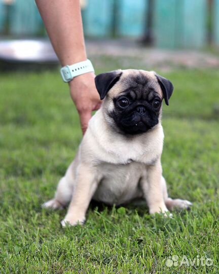 Щенки мопса из питомника