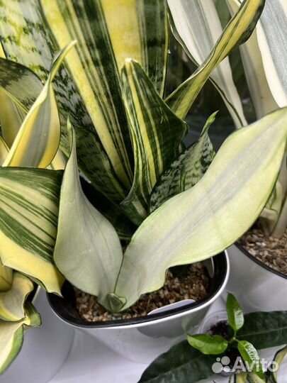 Сансивиерия Сплеш муншайн вар