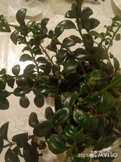 Срезы Хедера, Нематантус (золотая рыбка), Хойя