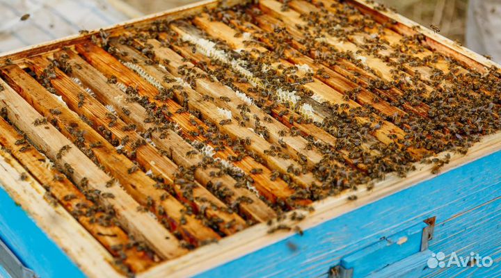 Цветочный мед оптом свежая качка