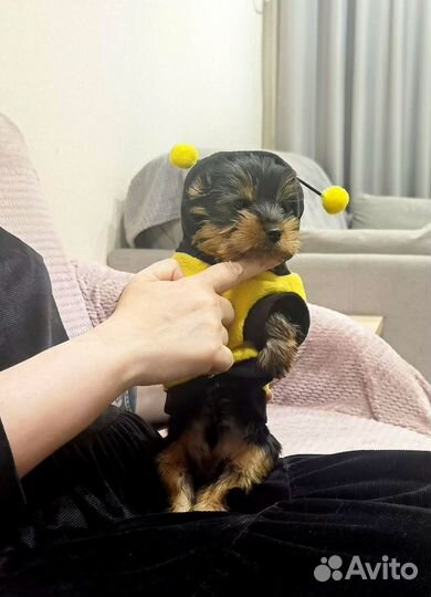 Йоркширский терьер мальчик