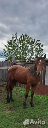 Лошадь кобыла