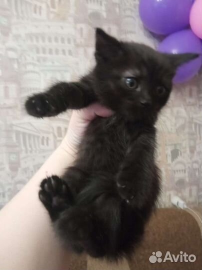 Котенок в добрые руки