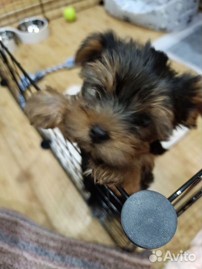 Йоркширский терьер мини и стандарт