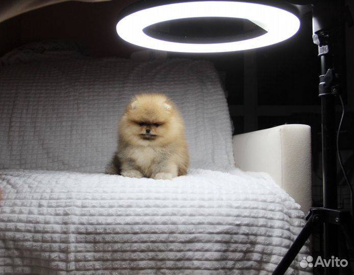 Шпиц Мишка померанец Мальчик РКФ