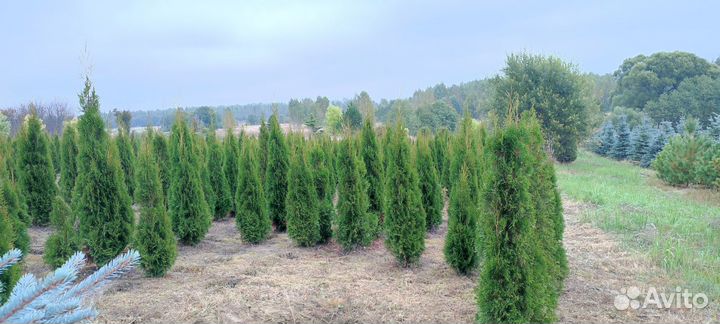 Питомник хвойных растений