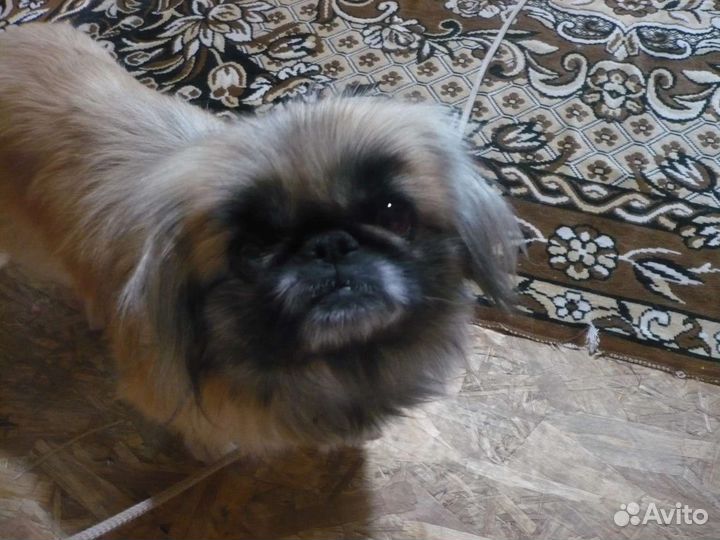 Вязка пекинес нужен кобель