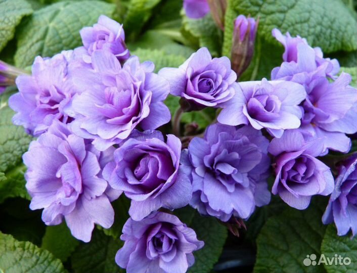 Примула в ассортименте