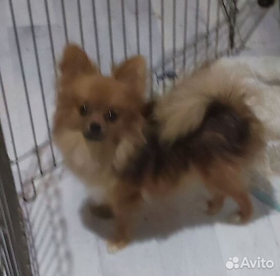 Собаки щенки