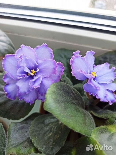 Фиалки, 9 сортов