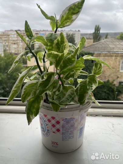 Комнатные растения