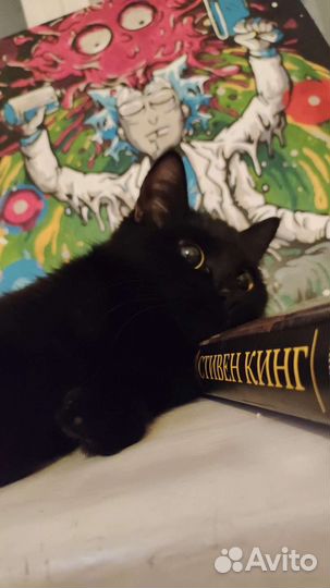 Кошка на доброе руку