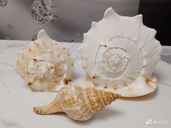 Морские ракушки раковины