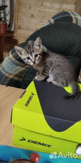 Котята 2 месяца в добрые руки