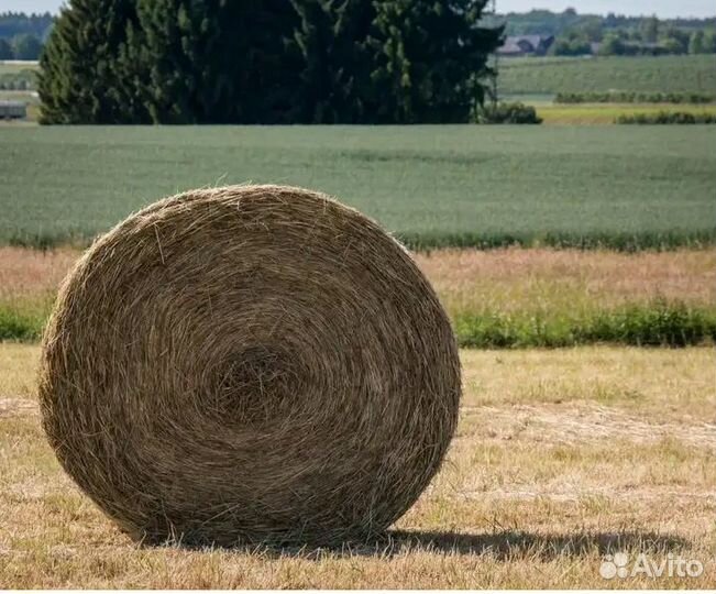 Сено луговое