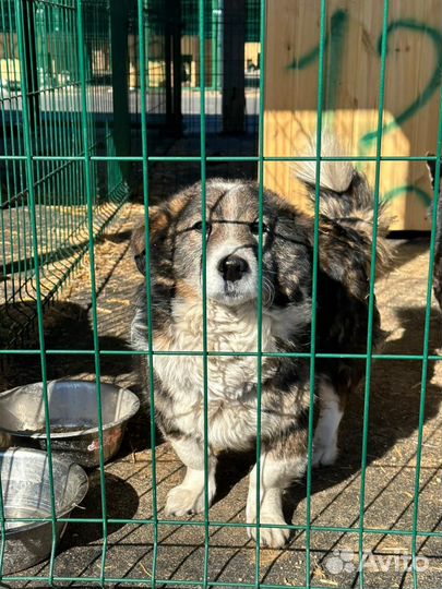 Маленькие и коротколапые песики в поисках дома
