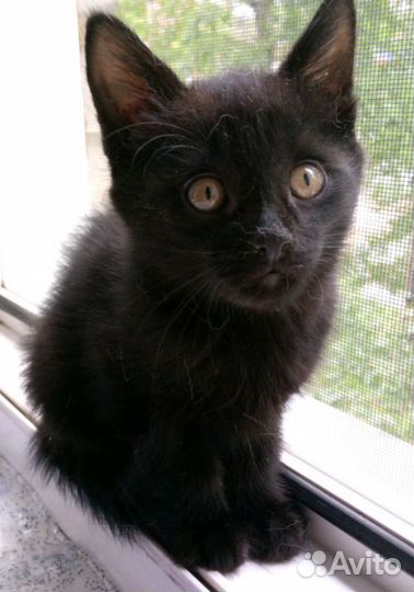 Котенок в добрые руки