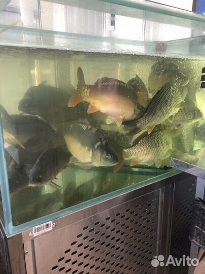 Живая рыба Титовский рынок