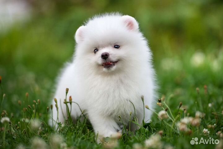 Померанский шпиц медвежьего типа