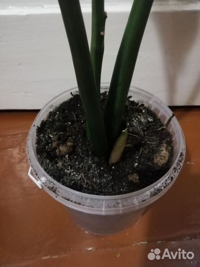 Замиокулькас