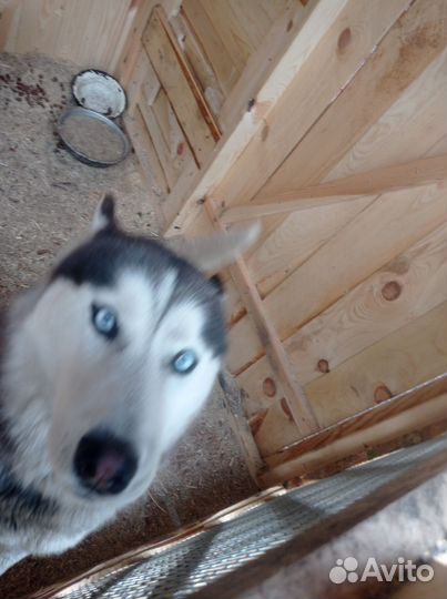 Сибирский хаски вязка