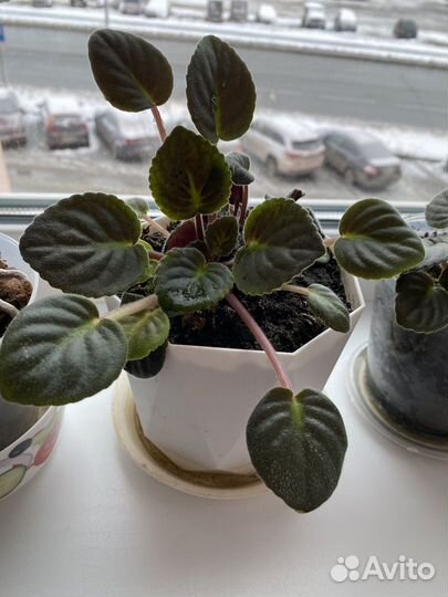 Комнатные растения цветы