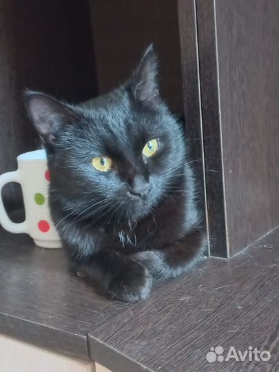 Отдам в добрые руки