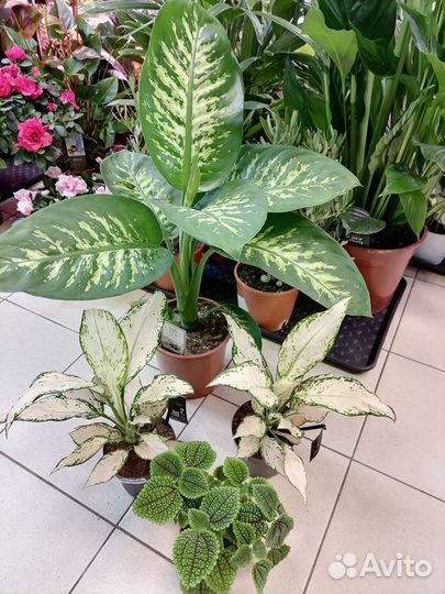 Диффенбахия Тропик сноу, Аглаонема, Пилея