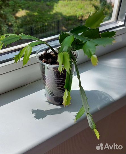 Декабрист шлюмбергера (бело-розовый)