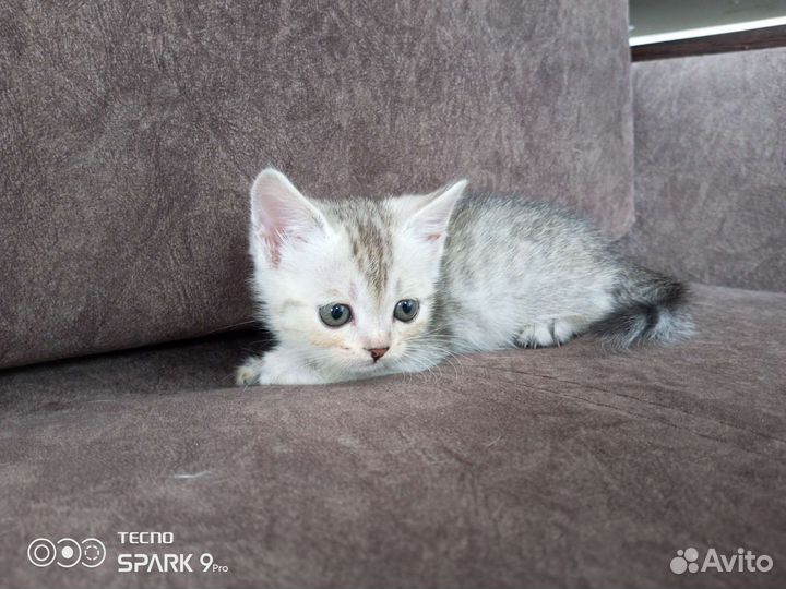 Вислоухие котята