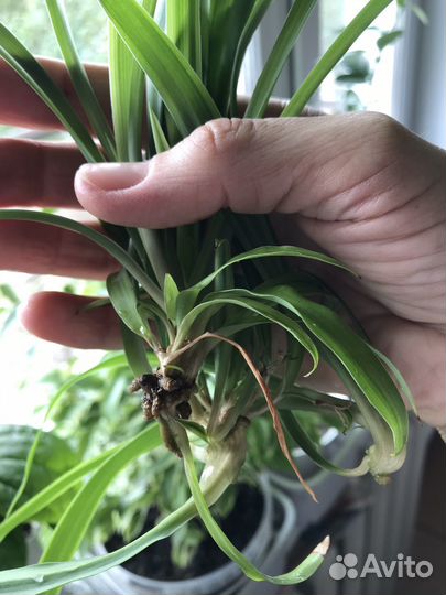 Хлорофитум