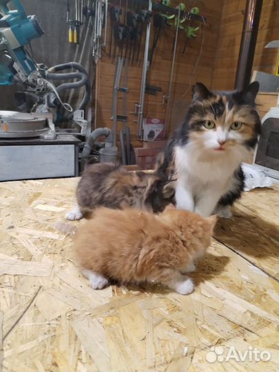 Котята в добрые руки