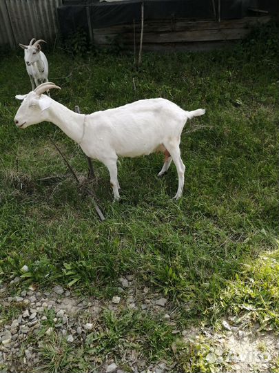 Зааненские козы дойные