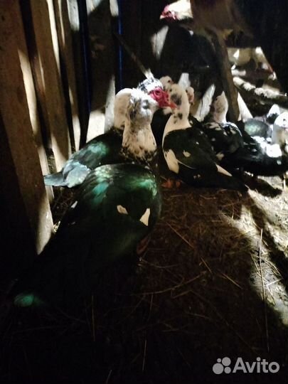 Селезень дикой утки