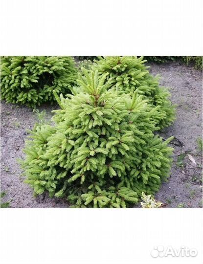 Ель обыкновенная Олендорфи