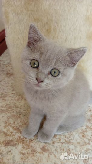 Британская