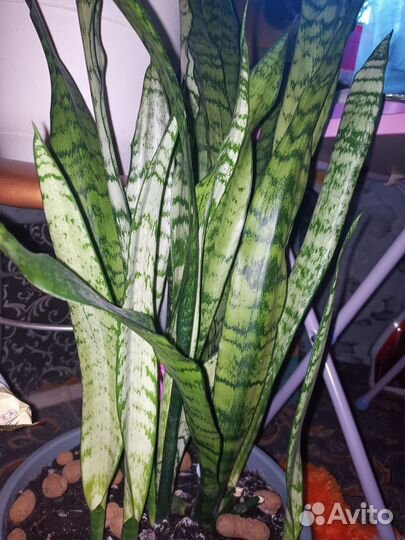 Сансевиерия