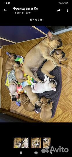 Французский бульдог