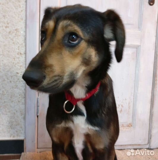 Собака в добрые руки