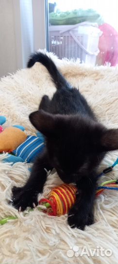 Чудо котенок