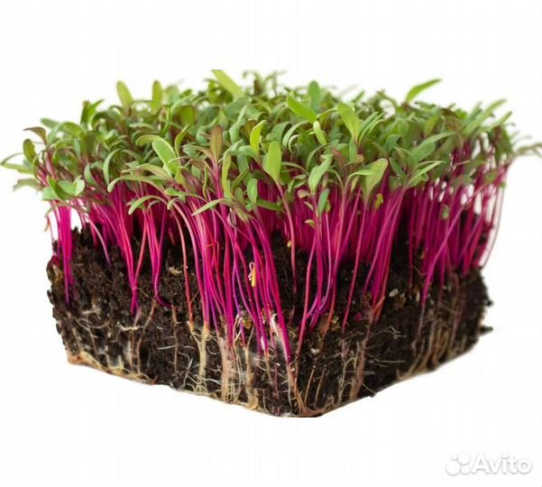 Семена для микрозелени