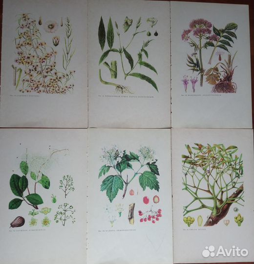 Иллюстрации растений