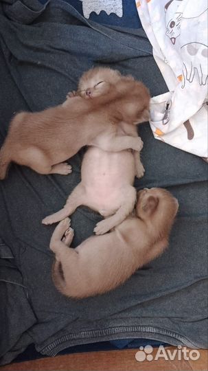 Бурманская кошка