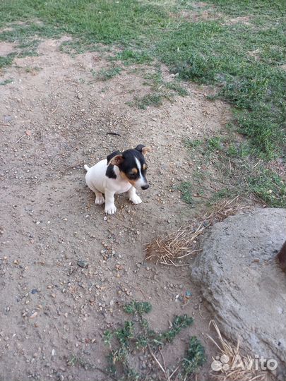 Щенки джек рассел терьер