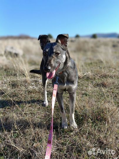 Собачка Боня