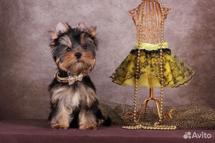 Йорка стандартная красотка Аннабель РКФ