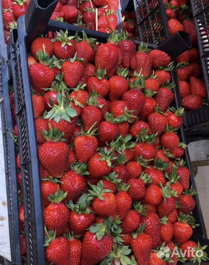 Клубника Свежая